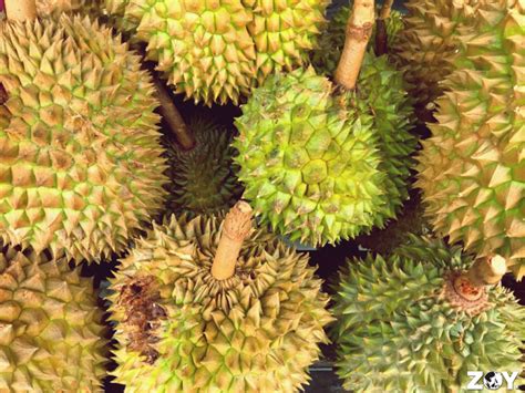 Davao City Food Trip: My Durian State of Mind .